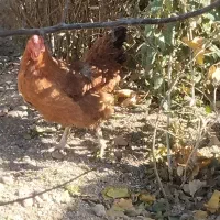 6تامرغ جوان تخم گذار یکی هم خروس