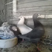 جوجه سار وپلنگ وزرد|پرنده|بیرجند, |دیوار