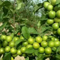 پیشفروش نهال گوجه سبز برغانی