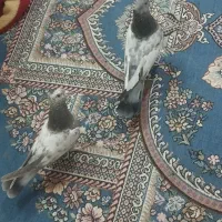 یک جفت سینه ای