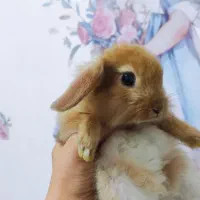 خرگوش لوپ مینیاتوری نر