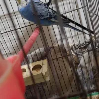 مرغ عشق  سر تخم