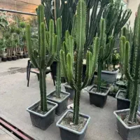 کاکتوس،افوربیا