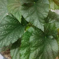 گل بگونیا خالدار|گل و گیاه طبیعی|زنجان, |دیوار