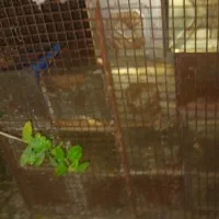 فروش قفس بزرگ نگهداری مرغ خروس سگ و کبوتر