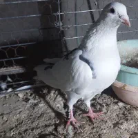 زاجر|پرنده|میبد, |دیوار