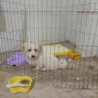 سگ نژاد دار پاکوتاه همه ی واکسن هاش خورده شده|سگ|تاکستان, |دیوار