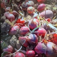 پیاز درجه یک به شرط خالی کردن