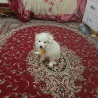 فروش سگ شیندوز