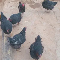 مرغ محلی تخم گذار