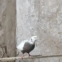 یه جفت دم سرکه ایی