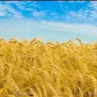 زمین کشاورزی ۱۶ کیسه