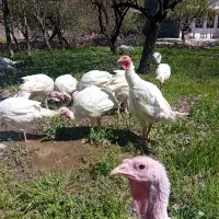 فروش بوقلمون زنده