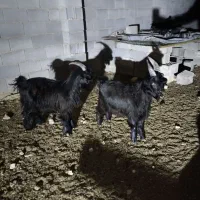 بزغاله ترکی  دوبری عالی|حیوانات مزرعه|شهرضا, |دیوار