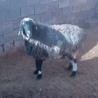 میش کشتاری چاق فروشی