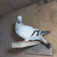 پرنده کفتر کبوتر شامی ماده|پرنده|کرج, کیانمهر|دیوار