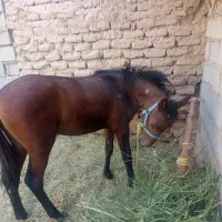 کره اسب هشت ماه کسی خواست درخدمتم