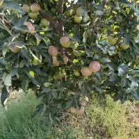 هرس درختان|خدمات باغبانی و درختکاری|چهاربرج, |دیوار