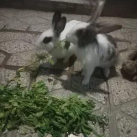 ۳خرگوش سالم جوان