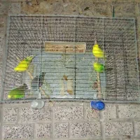 مرغ عشق|پرنده|تهران, شهرک شریفی|دیوار