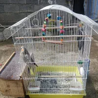 یک جفت عروس هلندی