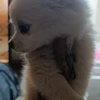 سگ پامرین سایر ریز