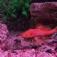 پوزه بوته ای آلبینو بالغ با بهترین تغذیه|ماهی|رباط‌کریم, رباط‌کریم|دیوار