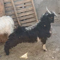 فروش۳راس بزغاله نرپروار|حیوانات مزرعه|دهلران, |دیوار