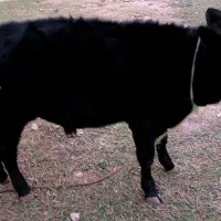 سه راس گاو نر|حیوانات مزرعه|سیاهکل, |دیوار