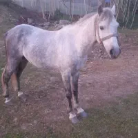 نریان نیلی گلدار