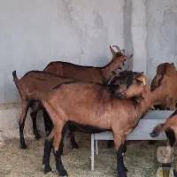 فروش بزهای سانن والپاین اصیل فرانسوی