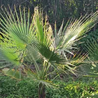 پالم زمینی|فعالیت داوطلبانه|کلاچای, |دیوار