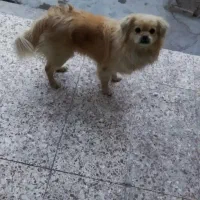 سگ پامرین سالم واکسن خورده