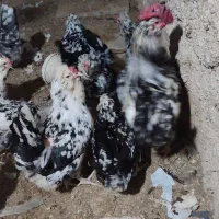 تخم مرغ گلین