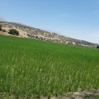 زمین شالیزار. برنجکاری. گلگی