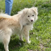 سگ سفید خانگی