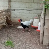 جوجه طاووس|پرنده|مشهد, هدایت|دیوار