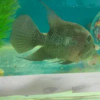 ماهی فلاور|ماهی|ارومیه, |دیوار