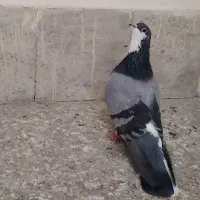 کبوتر نر سینه باز|پرنده|اصفهان, سرچشمه|دیوار