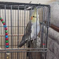 عروس هلندی سخنگو|پرنده|بروجن, |دیوار