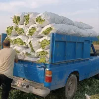 باقلا(پاخلا)