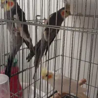 ۳عدد‌عروس‌هلندی نر و ماده هستن.