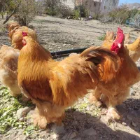 تخم مرغ نطفه دار برهما