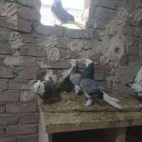 9کبوتر زیبا