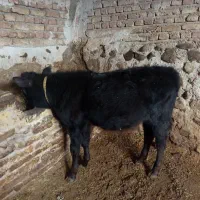 گاو با گوساله|حیوانات مزرعه|هریس, |دیوار