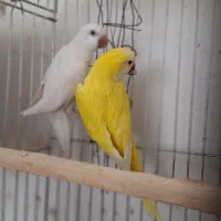 فروش دوجفت راهب زرد وابی مولد صد در صد