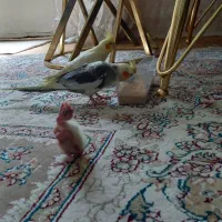 جفت عروس هلندی به همراه یک جوجه ۱۰ روزه|پرنده|مشهد, مصطفی خمینی|دیوار