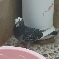 کبوتر فرز و خوش رنگ