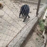 ژرمن بلک ماده