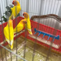 کوتوله برزیلی فیشر